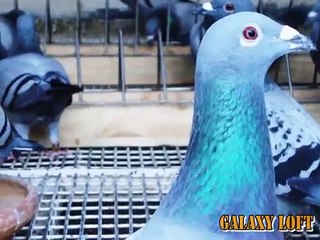 Galaxy Loft, 2013 BRPFC. / BRPFC Galaxy Loft, 2013.