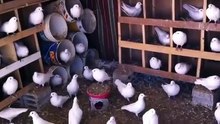Aşk Güvercini কবুতর lütfen  / Please Love Pigeon   কবুতর