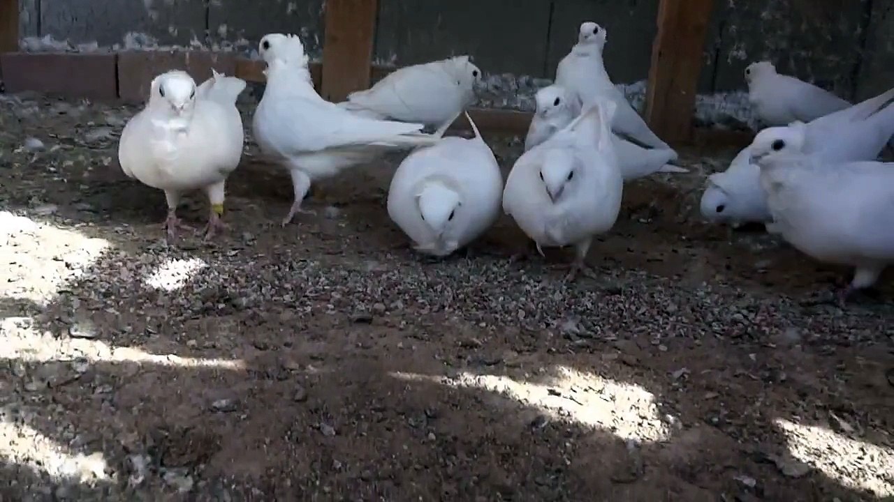 beyaz Alman baykuş güvercin grit yemek  / white german owl pigeons eat grit