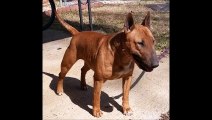 Boss Bull Terriers