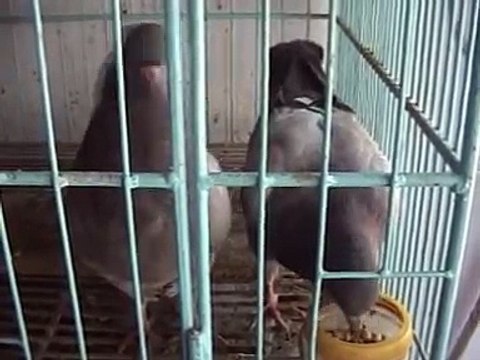 Pabna güvercin Firması, Bangladeş / Pigeon Firm in Pabna, Bangladesh