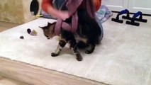 Jak obezwładnić kota! How to immobilize a crazy cat!