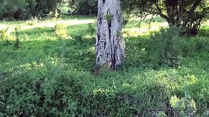 Leopard Drags Zebra Up a Tree