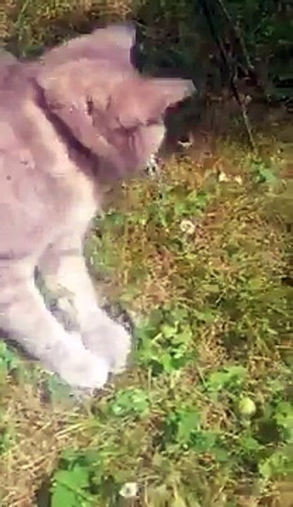 Petite chate fofolle