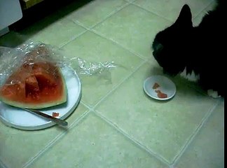 my cat loves watermelon 夏はやっぱスイカだよね～