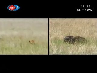 Büyük Kedilerin Günlüğü: 17. Bölüm