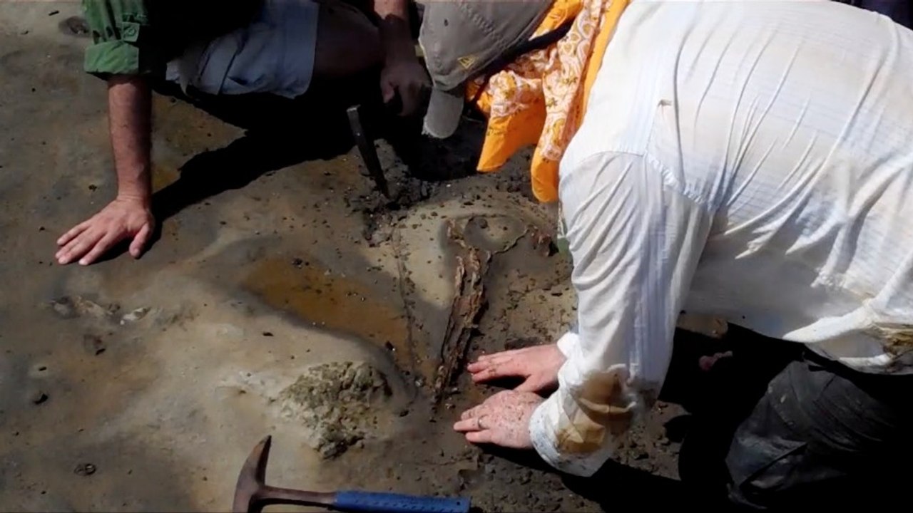 Smithsonian scientists dig up ancient dolphin species