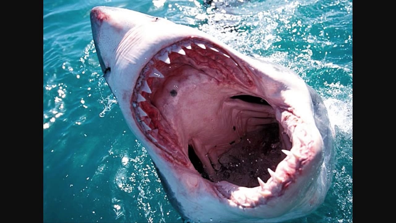 shark week 1916