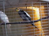 Corella parrot Ichigo vs Lilu