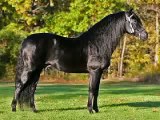 Fandango del Sol, Pure Black Andalusian Stallion