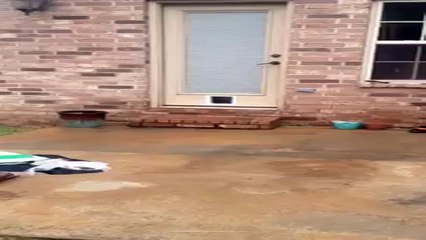 Epic Cat Door Fail