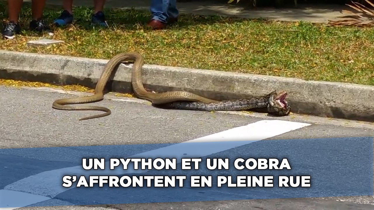Un python et un cobra s'affrontent en pleine rue à Singapour