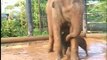Luk Chai - Taronga Zoos Asian Elephant Calf