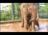 Luk Chai - Taronga Zoos Asian Elephant Calf