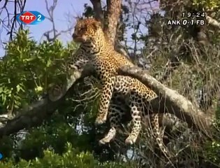 Büyük Kedilerin Günlüğü: 20. Bölüm