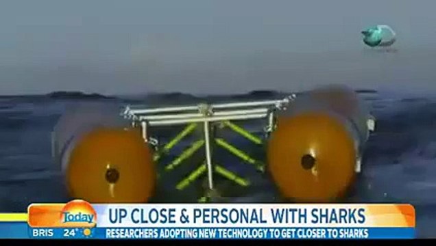 Un énorme requin blanc laisse sans voix les présentateurs d'une émission australienne