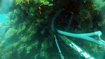 Freedive Spearfishing Grenada, West Indies