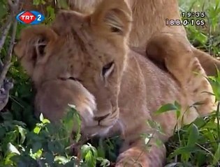 Büyük Kedilerin Günlüğü: 21. Bölüm