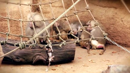 Cute Baby Baboon making his first steps