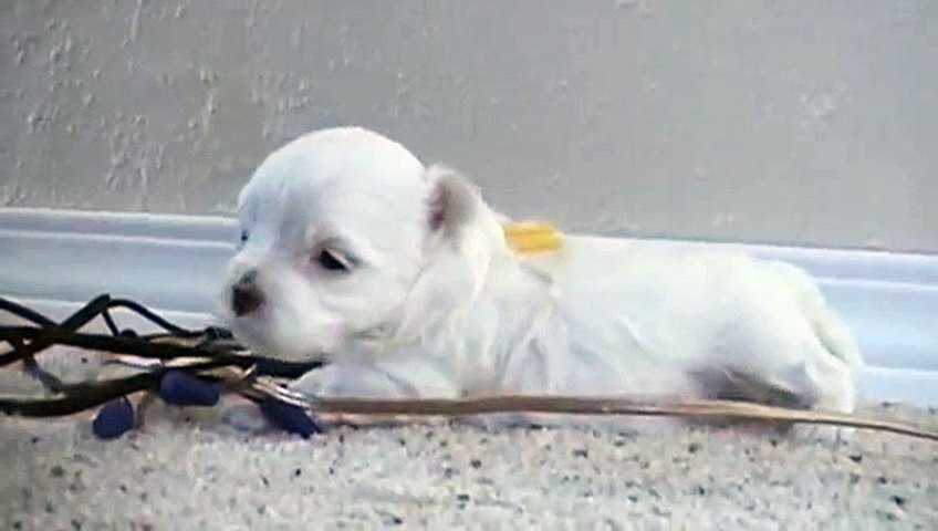 newborn maltese