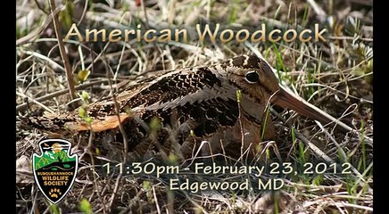 American Woodcock- Edgewood 2-23-12