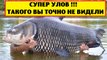 СУПЕР УЛОВ ! ВОТ ЭТО РЫБАЛКА ! fishing