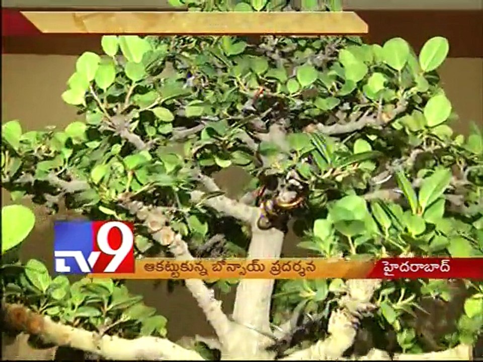 Bonsai plants attracts visitors at Tourist plaza exhibition