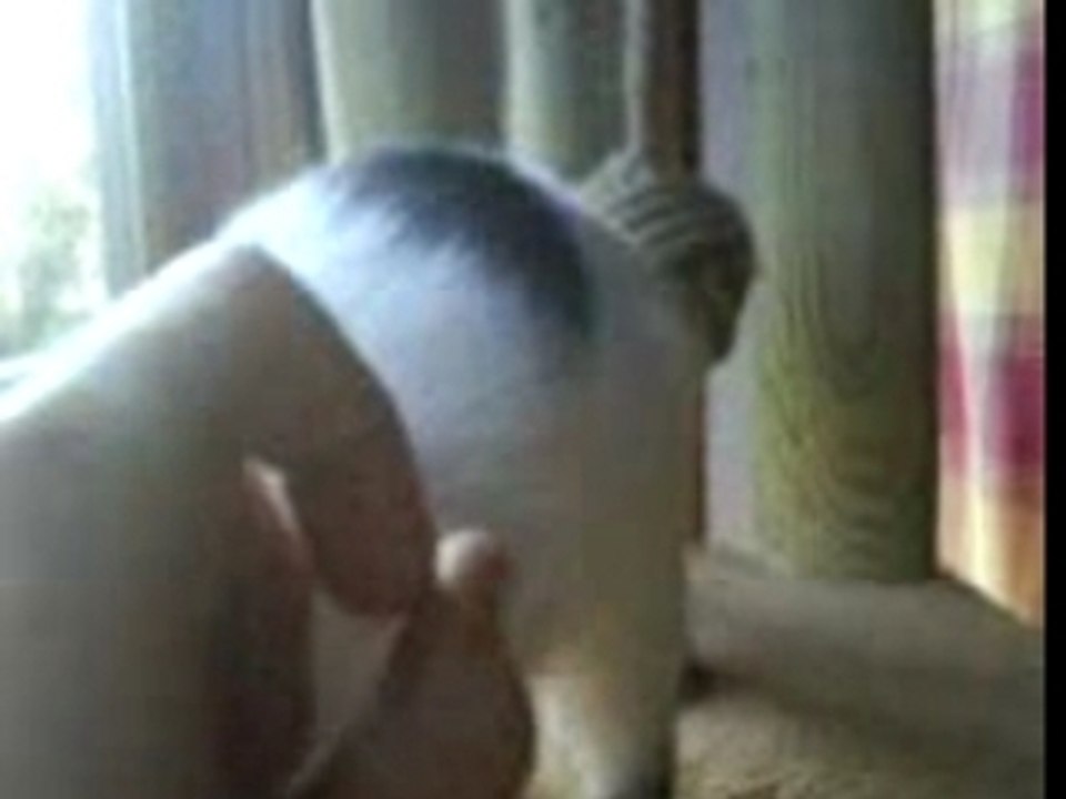 Domino calin (2)