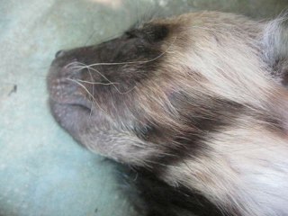 Sleeping baby hyena caught dreaming