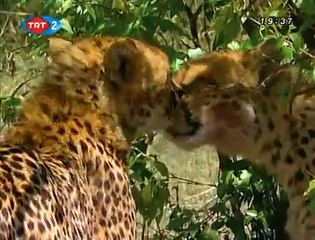 Büyük Kedilerin Günlüğü: 25. Bölüm