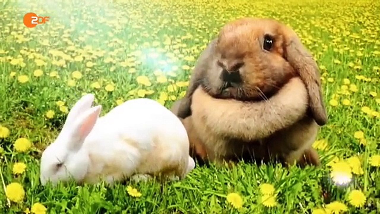 Die Heute Show ZDF 10.04.2015