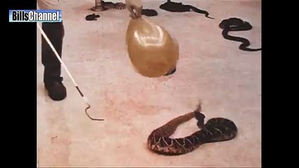 Man fights Giant Snake and beat it after horrible competition