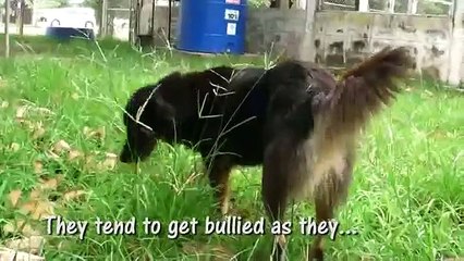 2 SISTERS - 1 FOREVER HOME