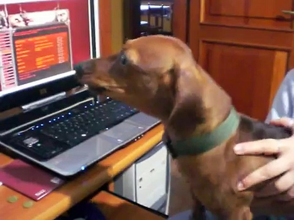 Chicco, cane bassotto che sclera :-)  Chicco, dachshund who goes crazy :-)