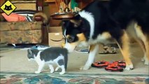 Funny Cats - Funny Dogs - Dogs Love Kittens - Funny Animals - Funny Cat Videos 2015
