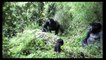 ATTENTION!!!Crazy Gorilla Attack!!! Атака бешеной гориллы!!!