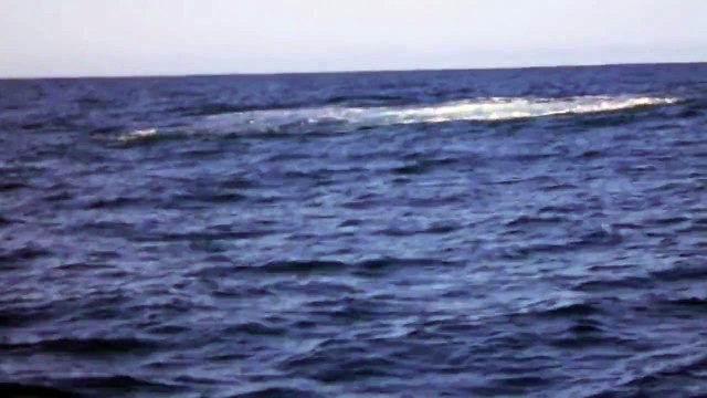 Baleine à bosse du bassin d'Arcachon