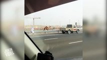 Man Chases Camel _ HUMP DAY - Video