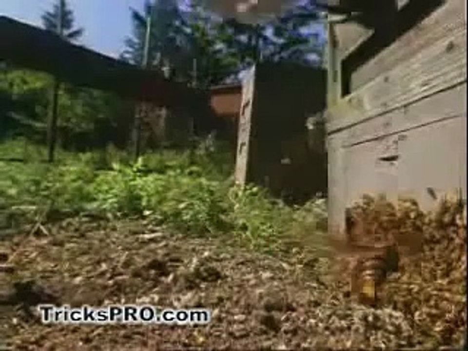 Giant Hornet vs Little Bees