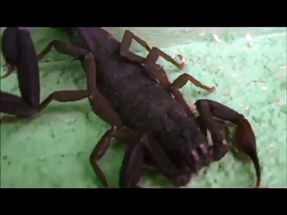un alacran atacando
