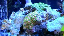 55 gallon Reef tank mainly pulsing xenia and fish