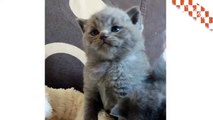 British Shorthair Cats - All Breeds Of Cats