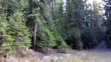 Howling with Washington Wolves in Colville National Forest