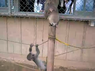 Baby Monkeys Playing