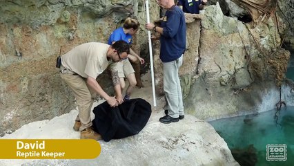 American Alligators Introduced to Exhibit
