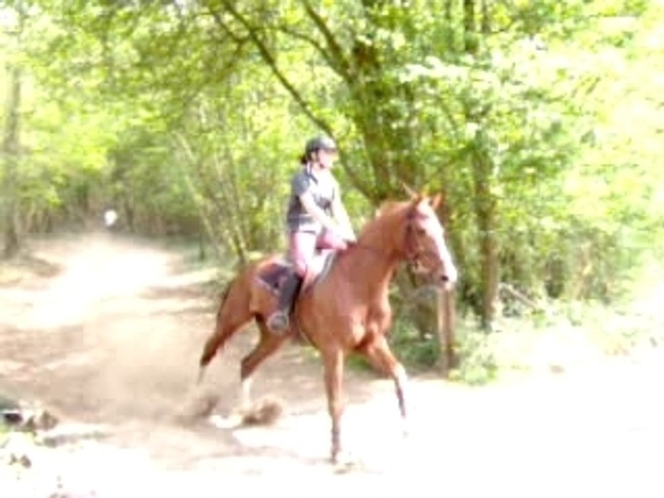 kipos qui revient des bois