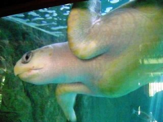 MAZUNTE Y LA VENTANILLA OAXACA