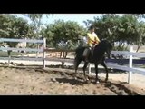 Caballos españoles -- Andalusian horses