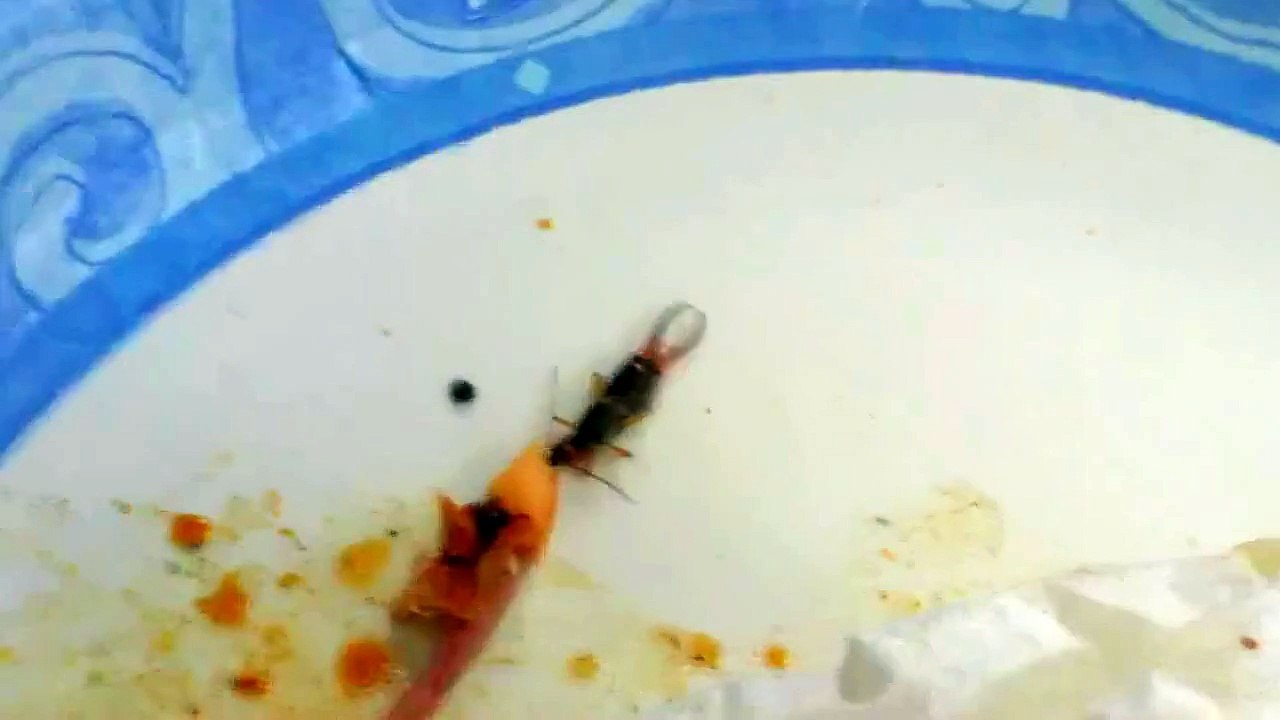 Because Earwigs