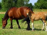 les chevaux, animaux magnifiques -adiemus